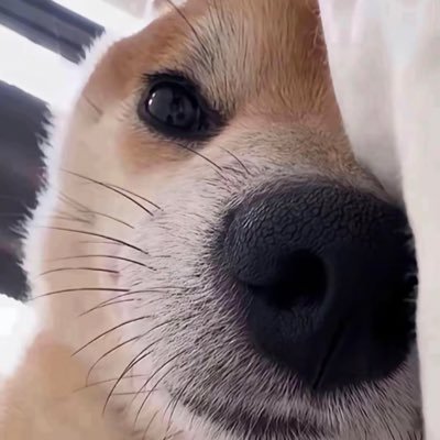 zhangyushu81101's profile picture. 1