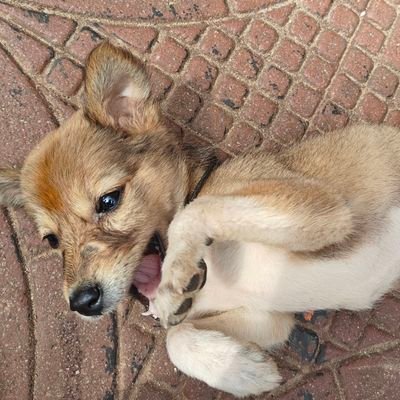 _Samp___'s profile picture. There's no audience to impress. No people to please. No applause to chase. Java | aws | springboot | inspiration @sheetal_archery