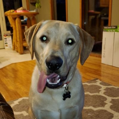 HitecLumberjack's profile picture. Interested in off the grid living technology and developing better products for people with the same interests.