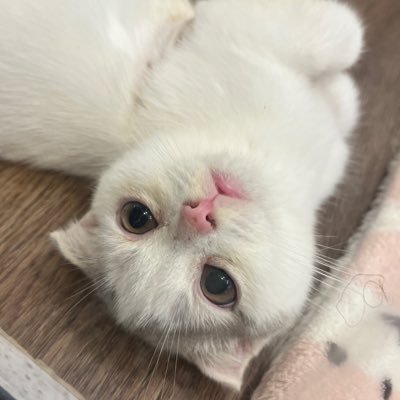 jhsthatxx's profile picture. บ่นๆๆๆ ૮₍ ˃̵͈᷄ . ˂̵͈᷅ ₎ა ต/ᐠ⚯ᐟ\ต @pledis_17 @bts_twt fan account // ww jh sc jh jm jk ૮( ˘ ^ ˘ ⑅) ა 🍒♡’~ 🐥🐰