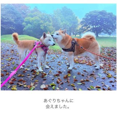Aguri_Bff_Neiro's profile picture. $Aguri is best friends $doge @neiro
https://t.co/DdgzpvKavE