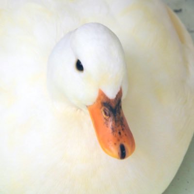 emma_o_o_i's profile picture. 人材紹介営業1年半→未経験インフラエンジニア転職準備中/ ITパスポート取得済み・AWS CLF12月受験予定