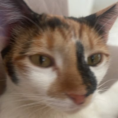 rvitorianojulio's profile picture. SPFC, AFC, OM.