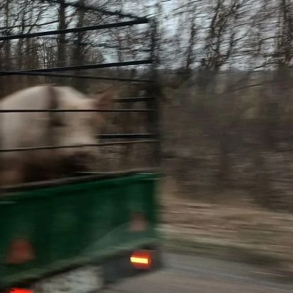 svitlya4ok_m's profile picture. 