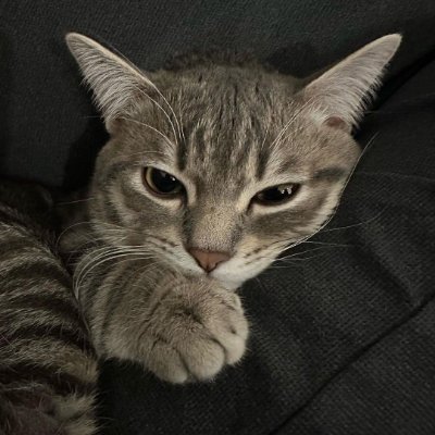 snoxy77's profile picture. close your eyes and make a wish.