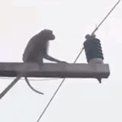 poe1ed's profile picture. Morte