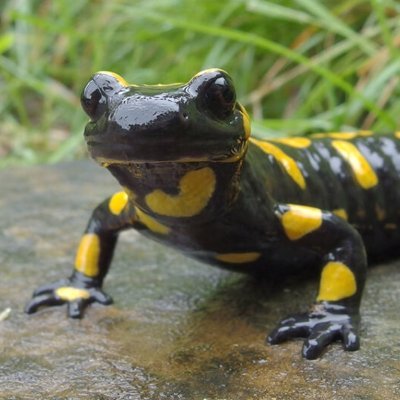 EBBARKER1984's profile picture. mythical creatures. Salamanders 🦎 and ferns