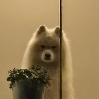 babybunnybububu's profile picture. 