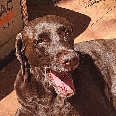 SausageOfFate's profile picture. 33yo | bisexual disaster | cis | ENG/ESP | ADHD | INFP | Nintendo + PC nerd | Amateur Banjo-Kazooie speedrunner | Discord Jules3324