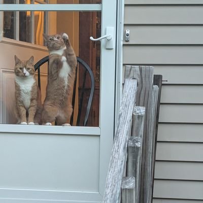 FellaAmigoGuy's profile picture. 