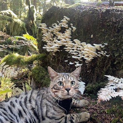 Felislibrarious's profile picture. 🐑🍄🚲📚🌱 🦋
Library Technician, artist, and ecological advocate. Tweets are my own.