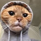 FuckDogCoin's profile picture. Krypto