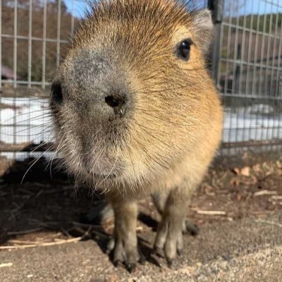 gingindeyo's profile picture. 혼자 덕질하는 구독계예요