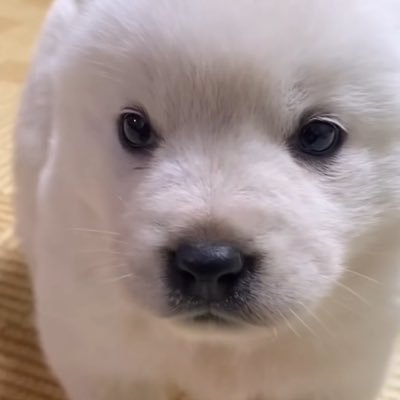 spheriks16's profile picture. EX9🍀🐱🐰🐑🐶🦖🍒🐧🐻🐣✨ #รีวิวviviah