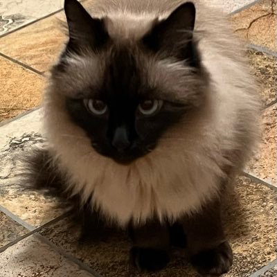 sofia_covaci's profile picture. “Măi aleșilor Măi emanaților Măi dragă.... Noi vă suportăm Dar, vorba bătrânului cronicar Neculce, "Până când, tovarăşi, şi de ce???" Valeriu Sterian