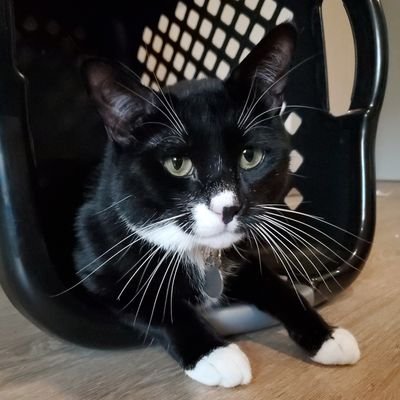 Horathmael's profile picture. 👁️, Jojo is my cat, he's 2 years old, I LOVE MY CAT!!!