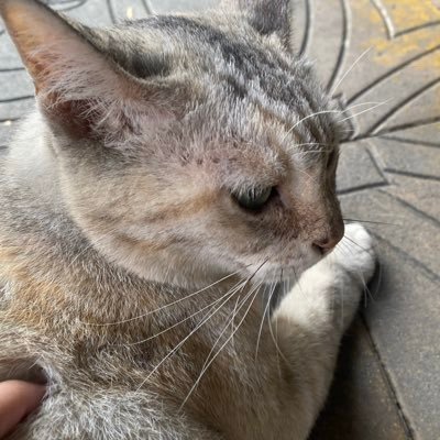 Violetl225857's profile picture. IDENTITYV ❤️‍🩹