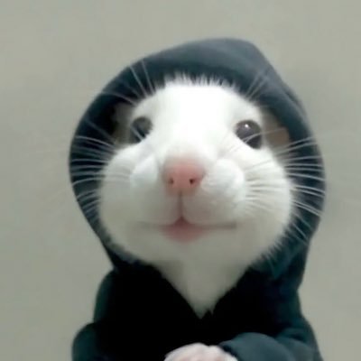 vincenzofnbr's profile picture. 