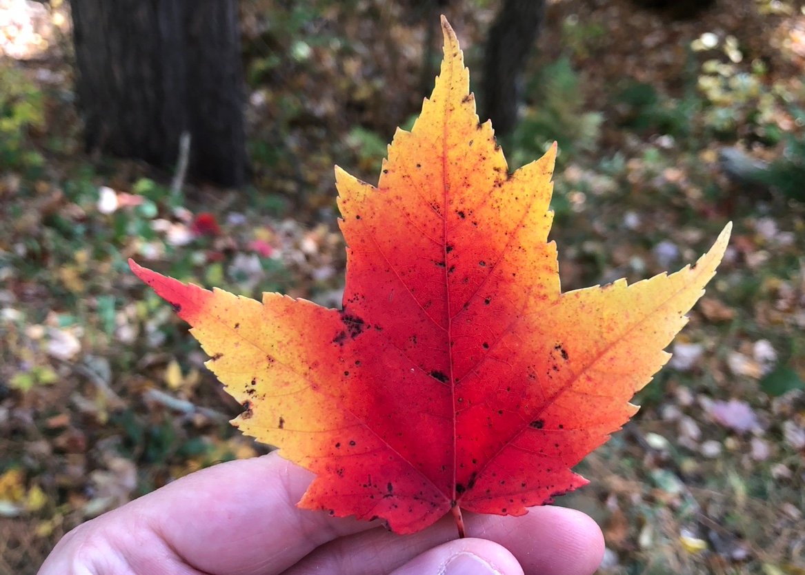 NatureLovevy9a's profile picture. Nature, Cats, Stamps, Crypto, science, environment, technology, antiques, copper coins,gaming, lover of pretty things.