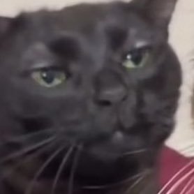 silverours_art's profile picture. artist , 🔞nsfw 18+, fandom connoisseur