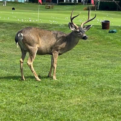 GeorgeK95767977's profile picture. Retired Doctor, full time golfer , NO crypto, NO libs, NO porn