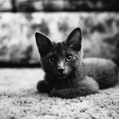 lzngy156598's profile picture. not a robot try to do something