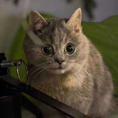 Kureijida's profile picture. whatever