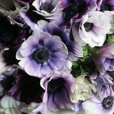 zi_yun_cai's profile picture. 좋아하는거많고욕심가득하고근데몸은안움직이는거그거나