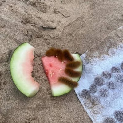 pinezapples's profile picture. 