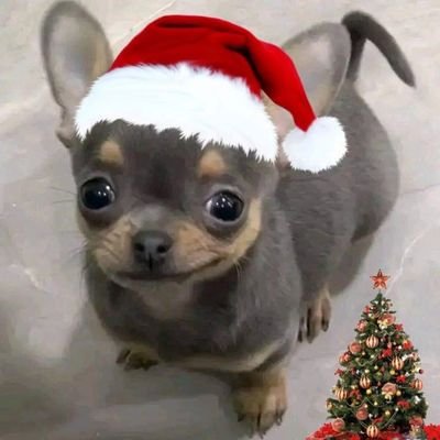 2025hype's profile picture. (21/Autism) I like videogames and more.(English/Español)