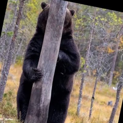 selmahse's profile picture. 