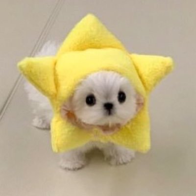 _iB2UTY's profile picture. harit 🦮 | 𝓙𝓾niorⓂ️ark | 비아이콘 & 엔시티 (툥텐 | 칠감즈) ♡