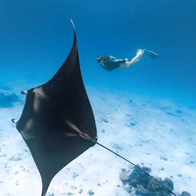 Emily561758's profile picture. Hi! I love music, 🎶 food, 🍫 dogs 🐶, and anything ☕️ that makes me happy! 🚫 DEI 🚫 CRT 🚫 LGBTQ… 🚫 street vendors 🚫 potatoes 🚫