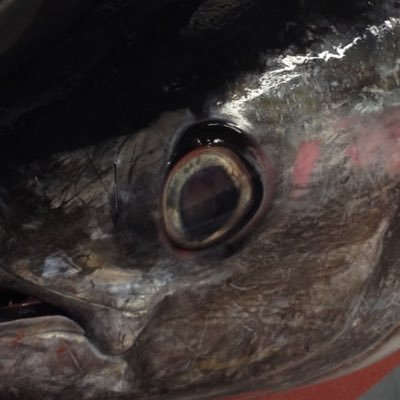 CevicheNZ's profile picture. raw fish enthusiast and all round nice guy