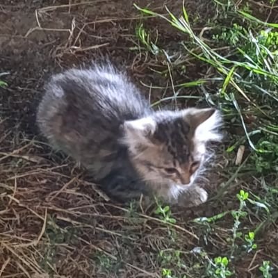 kernelmodee's profile picture. 