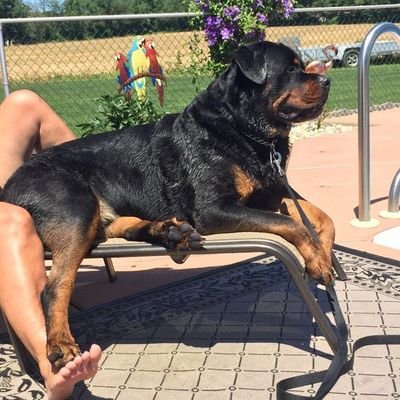 K9_nikky's profile picture. Come see exactly what you’ve been curious about 😌🔥”🐾