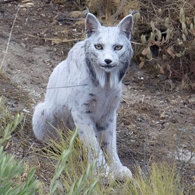 alienigelo's profile picture. ဂြိုလ်သား 🛸 👽 @mentopoker