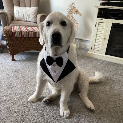 Goflockyaselves's profile picture. MAGA / MAHA      Surrendered the blue check due to the Fuckery of X Algorithms