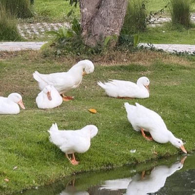 sadlyverticle's profile picture. 