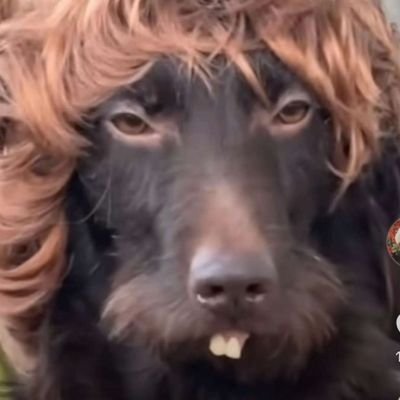 6RingWolf's profile picture. You Ask I'll Tell You Simplr And Sweet... For Any Information Hit Me Up I'll Enlighten You :D Follow I'll Follow Back