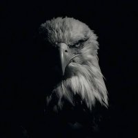 khaleefeer fx (@khaleefeer) 's Twitter Profile