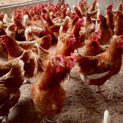 VOmodunmiju's profile picture. Am unstoppable