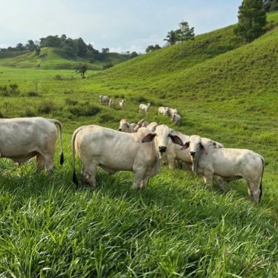 jpulido_5's profile picture. Amante a la ganadería, siempre de derecha. 🇨🇴