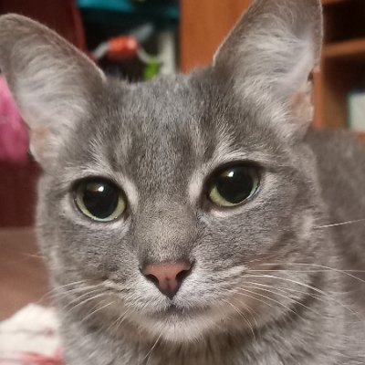 masdeurene23's profile picture. Hola me gustan los gatos