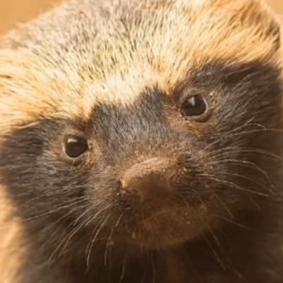 WCha3riya's profile picture. 