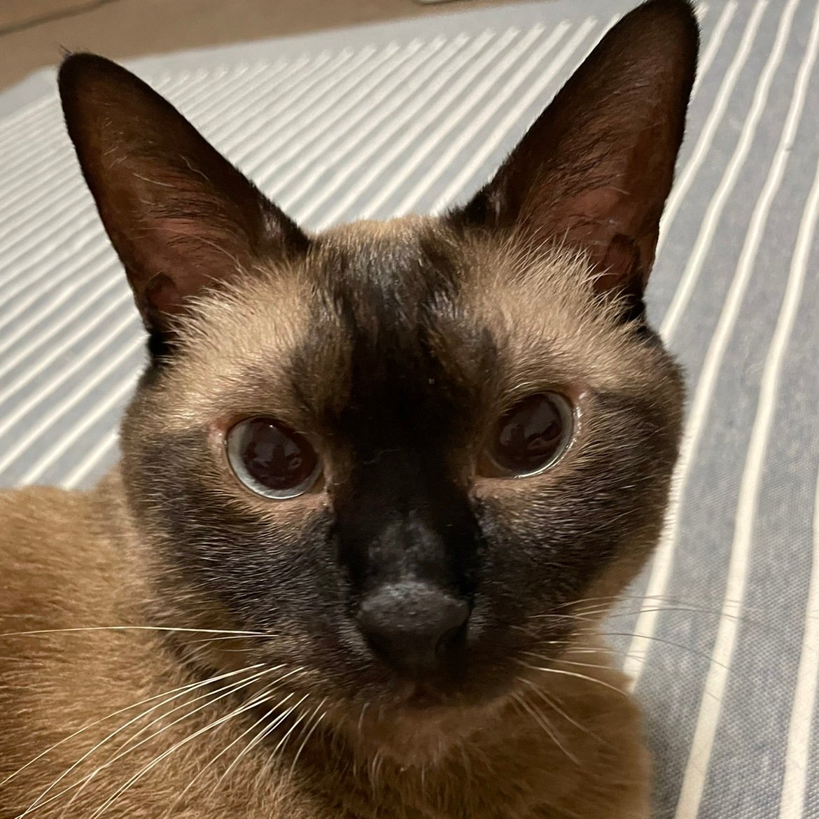 kogegara's profile picture. 