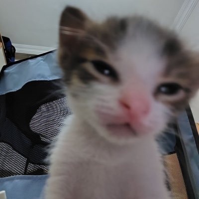 pipoooooooooos's profile picture. nn me leve a serio