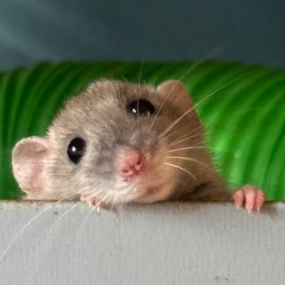 RatsPicnic's profile picture. 🐀✨ Ratvocate 🩺 Helpin animals and tattooing in my spare time