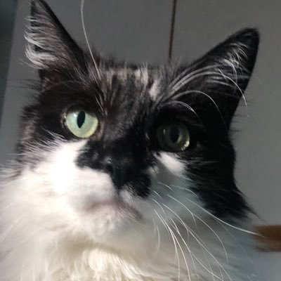 irisclaire212's profile picture. field notes