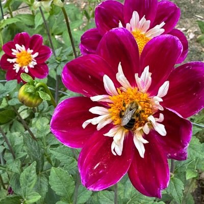 YamberliC's profile picture. 